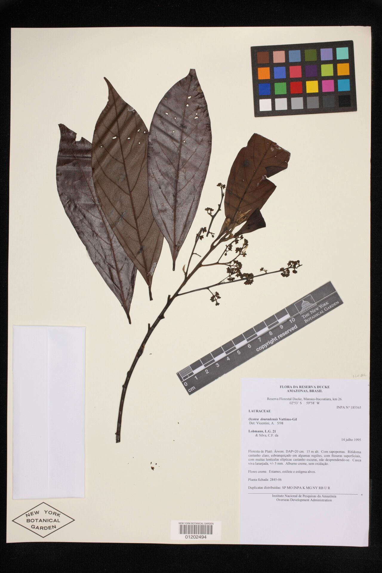 Ocotea douradensis — houseplant care guide