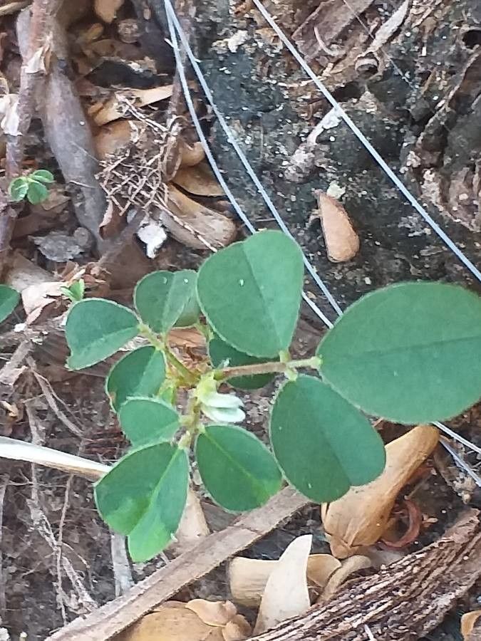 Desmodium triflorum leaf