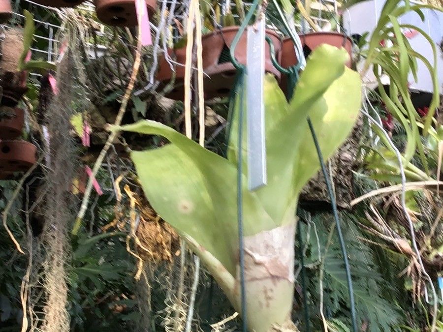 Billbergia pyramidalis leaf