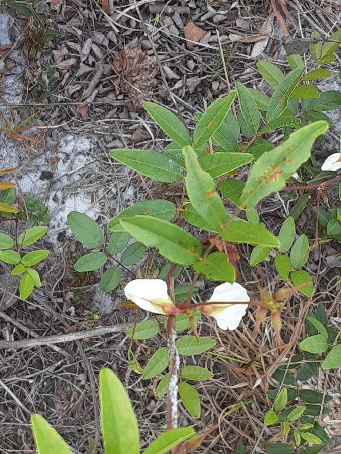 Galactia elliottii flower