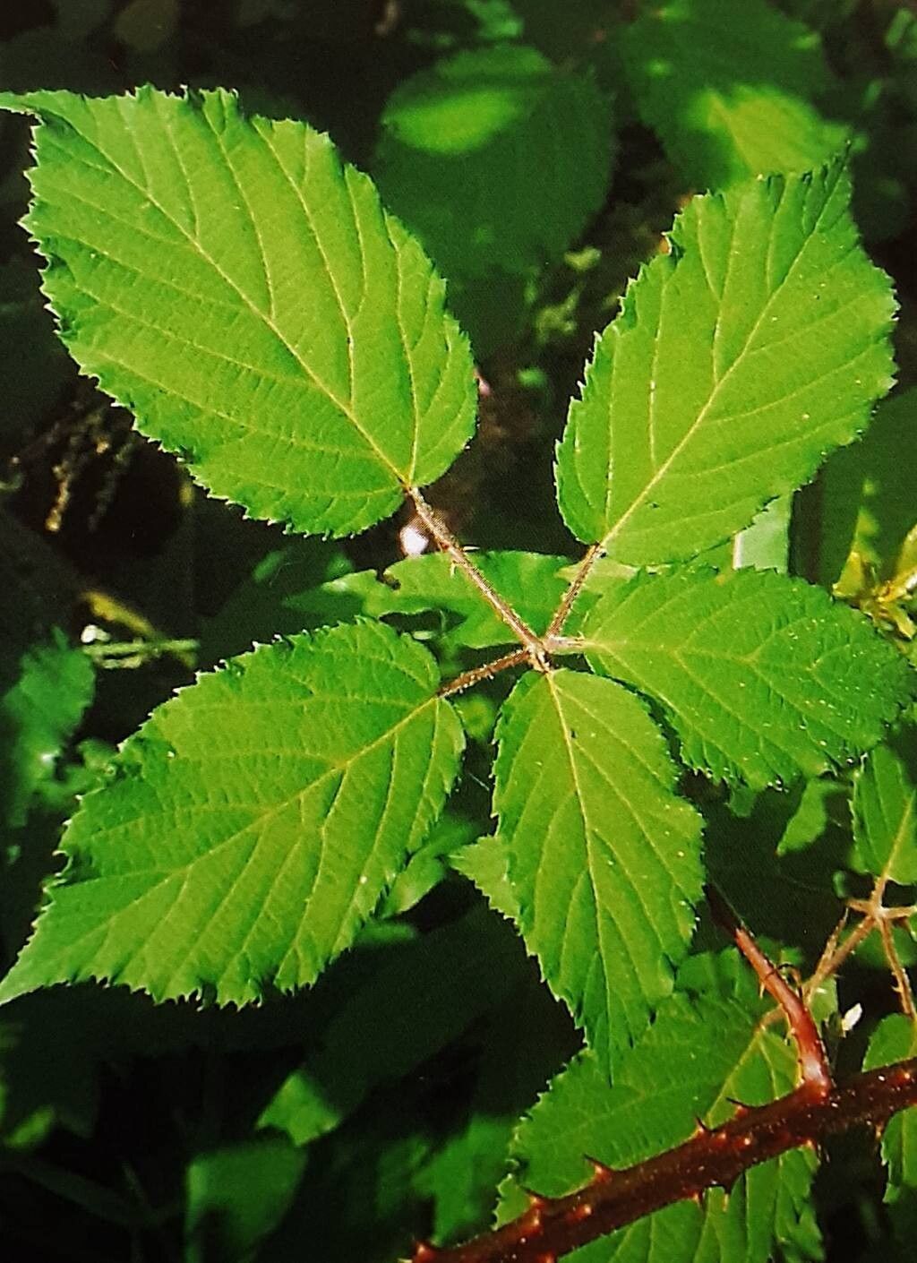 Rubus eifeliensis — houseplant care guide