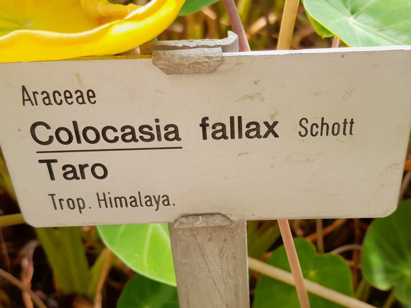 Colocasia fallax other