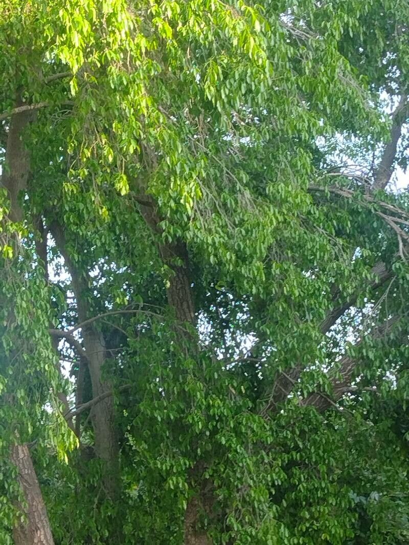 Jacaranda brasiliana leaf