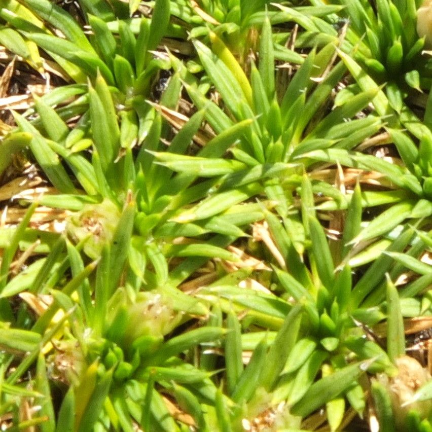 Novenia acaulis leaf