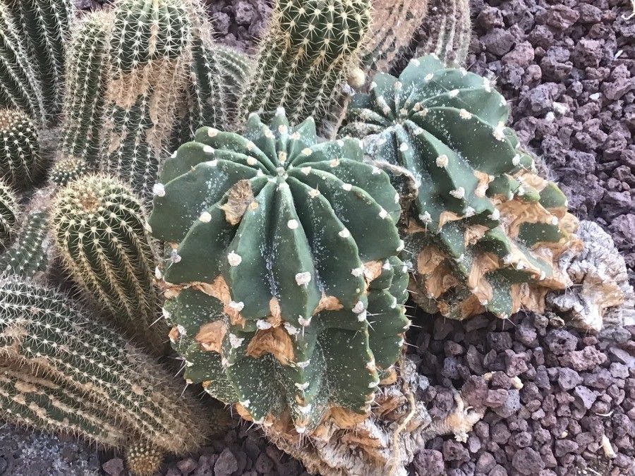Echinopsis tubiflora — search result for 'Echinopsis'