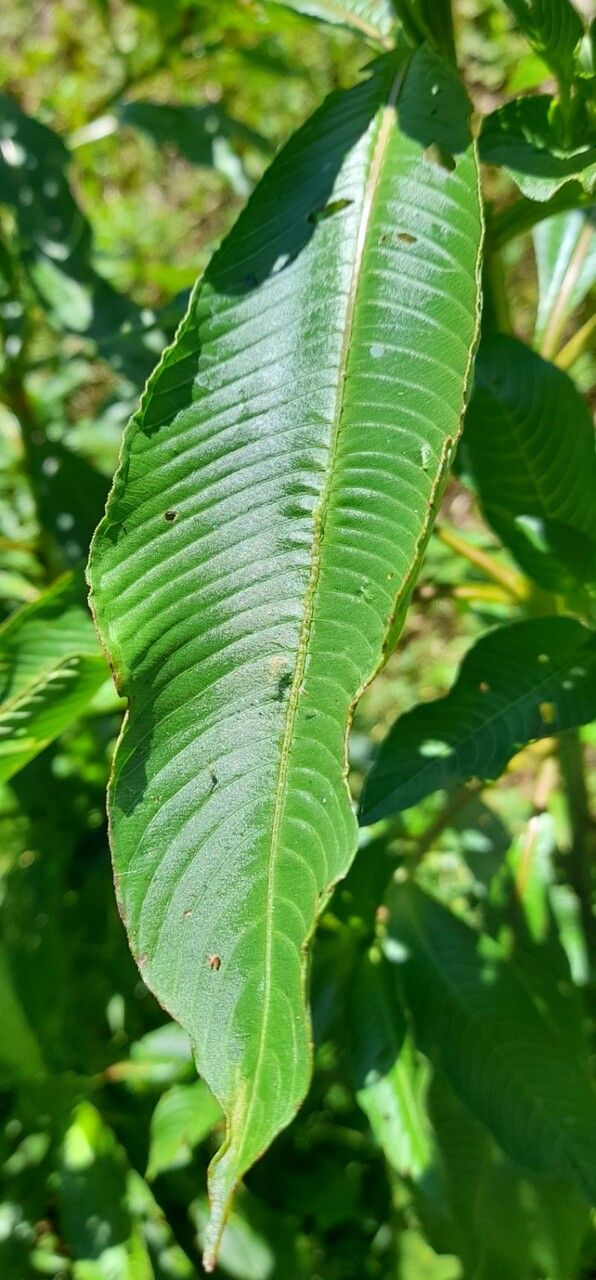 Ludwigia elegans — search result for 'Ludwigia'