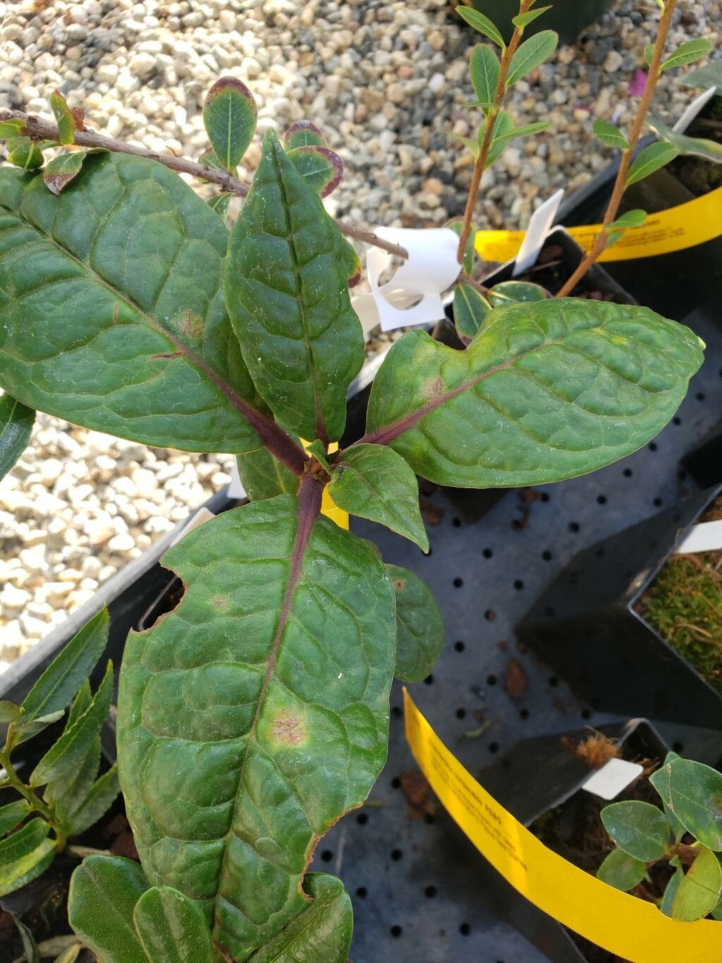 Rhododendron alborugosum — houseplant care guide