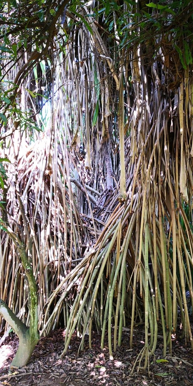 Pandanus furcatus habit