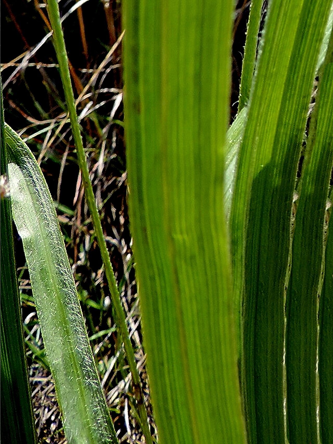 Hypoxis rigidula — search result for 'Hypoxis'