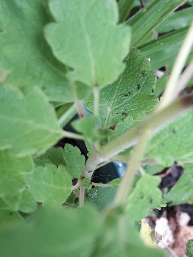 Tetradenia riparia bark