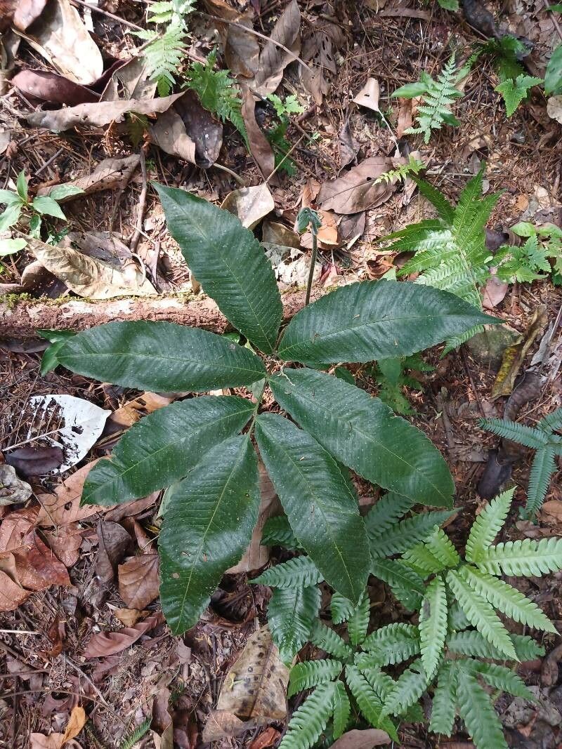 Thelypteris ghiesbreghtii — search result for 'Thelypteris'