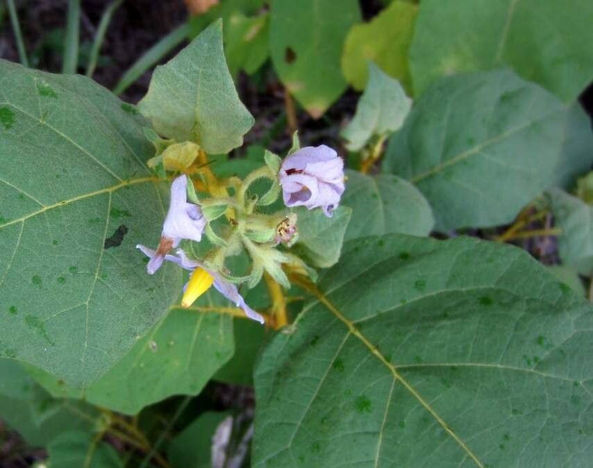 Solanum cordifolium flower