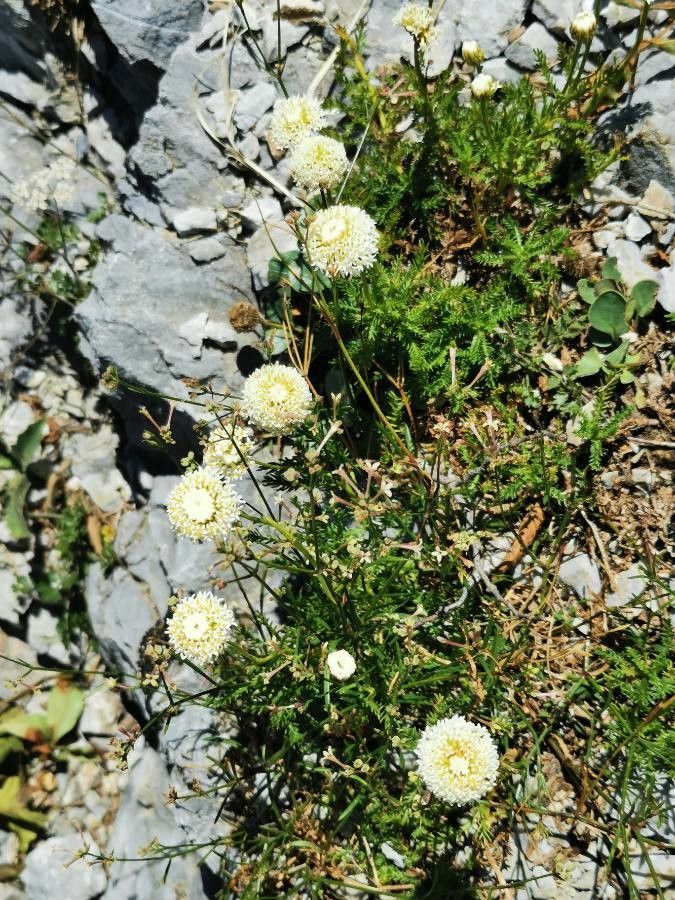 Santolina benthamiana habit