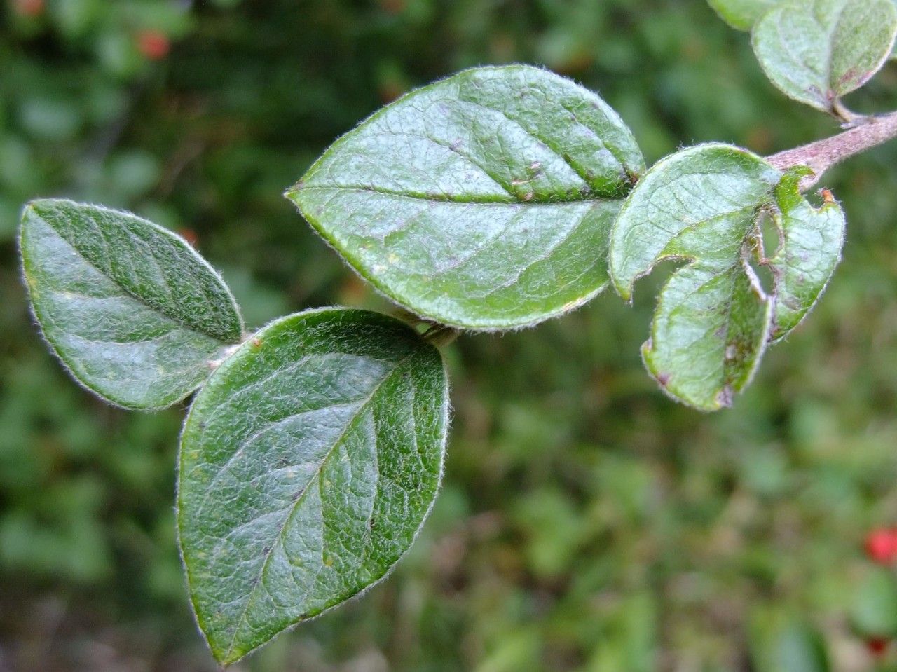 Cotoneaster kitaibelii other