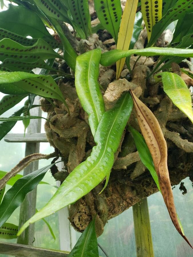Elaphoglossum acrostichoides leaf