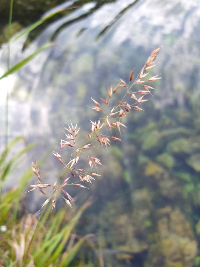 Trisetum flavescens flower