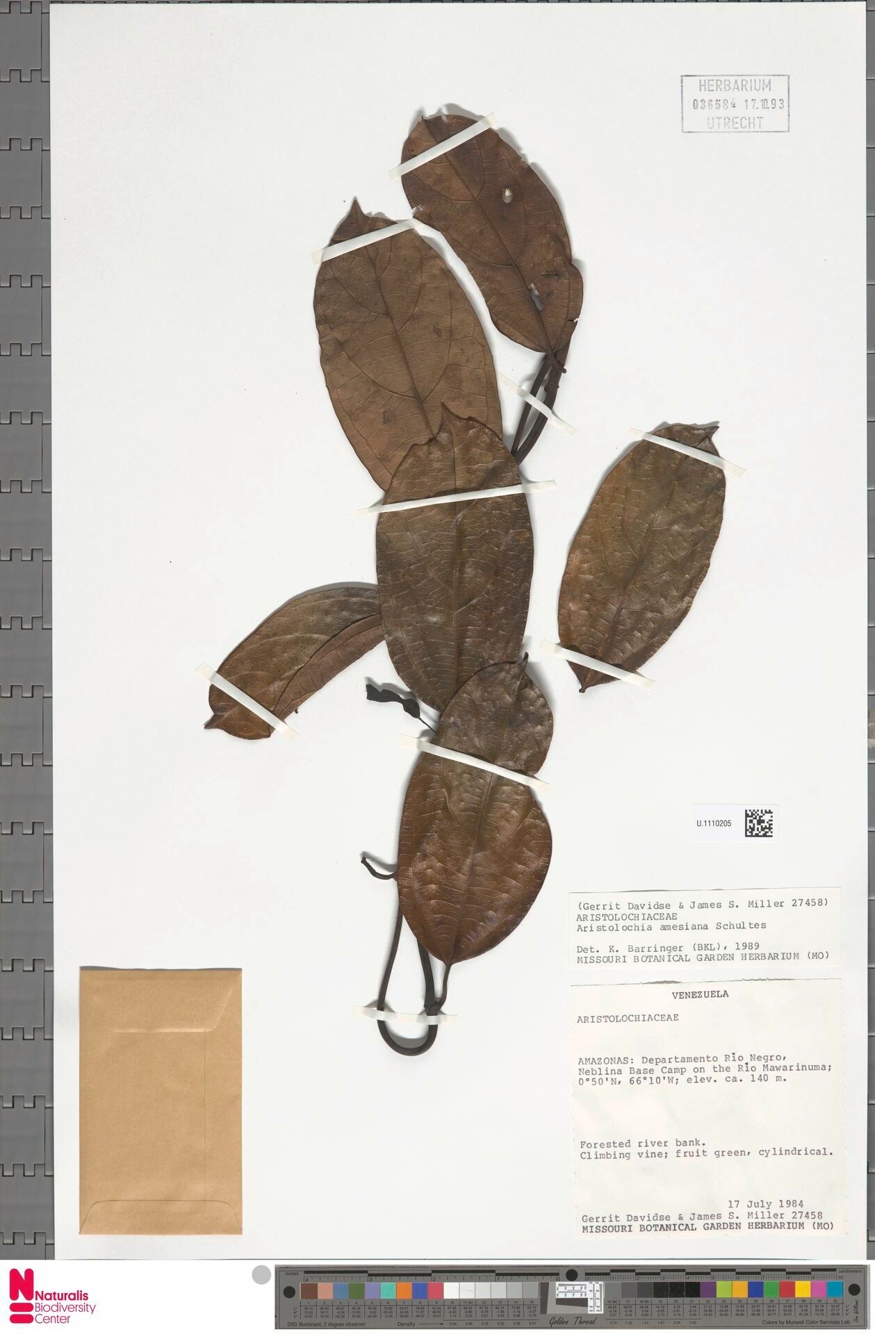 Aristolochia silvatica — search result for 'Aristolochia'