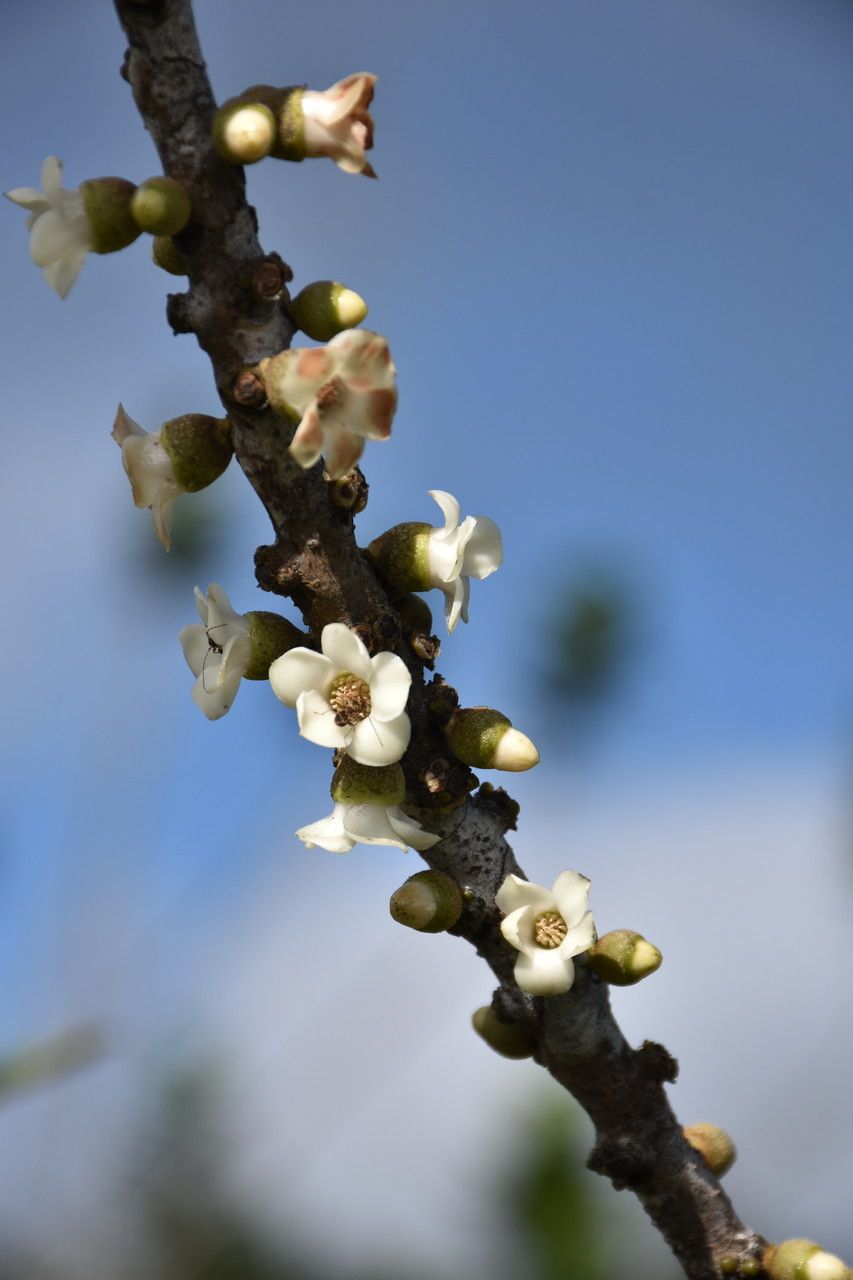 Diospyros revaughanii flower