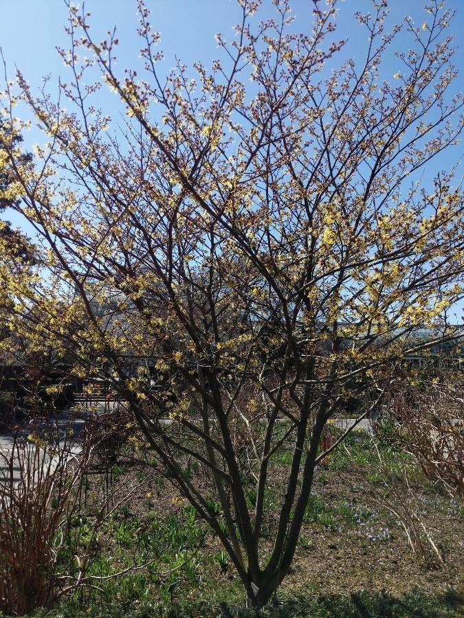 Hamamelis intermedia habit