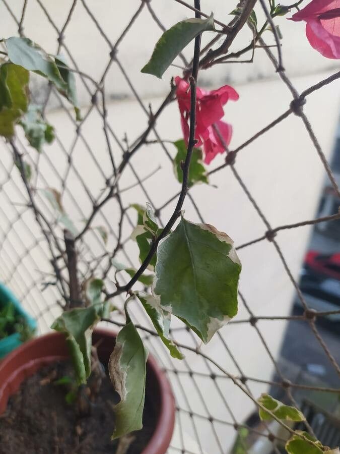Bougainvillea buttiana leaf