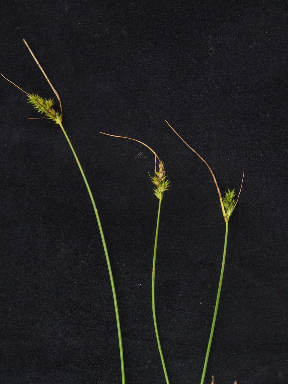 Carex nubigena habit