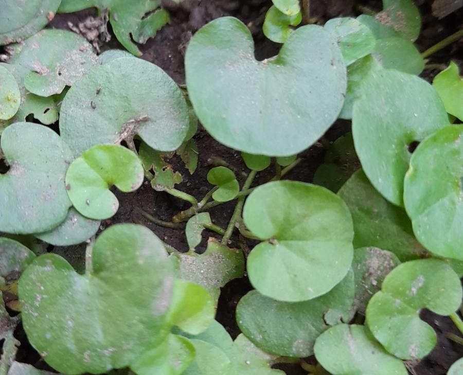 Dichondra microcalyx — search result for 'Dichondra'