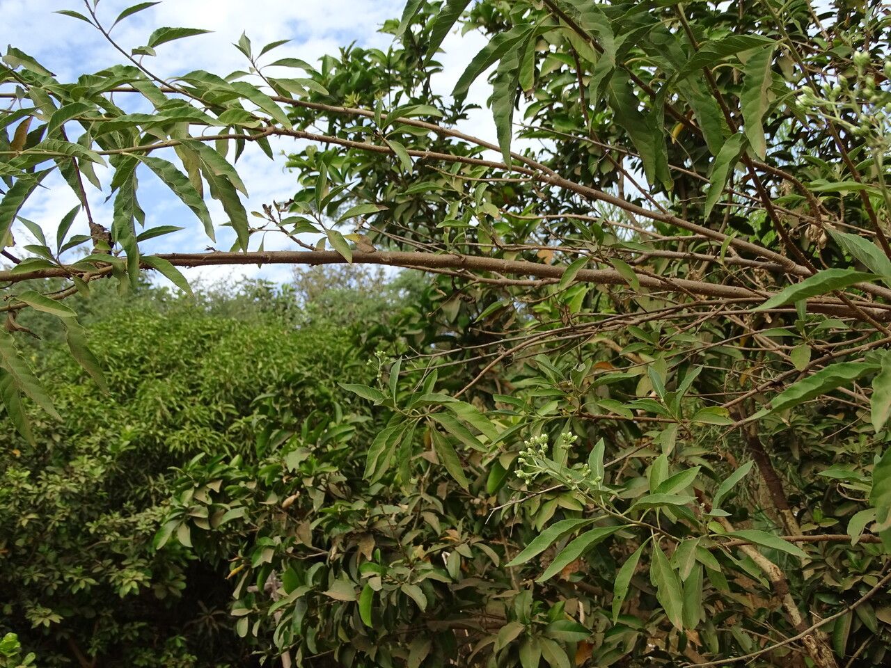 Vernonia colorata habit