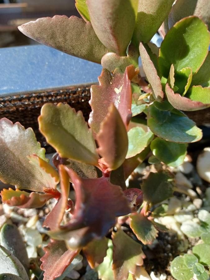 Kalanchoe sexangularis habit