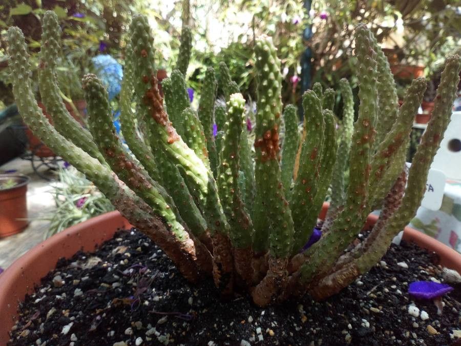Euphorbia esculenta — houseplant care guide