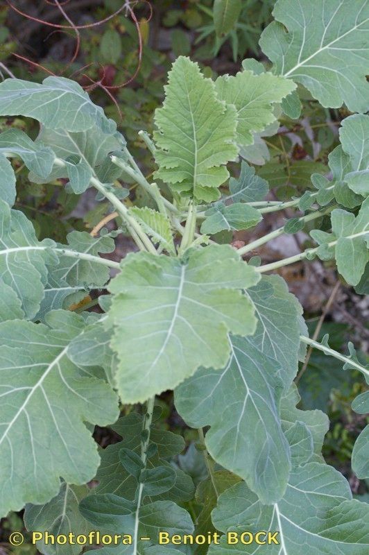 Brassica villosa other