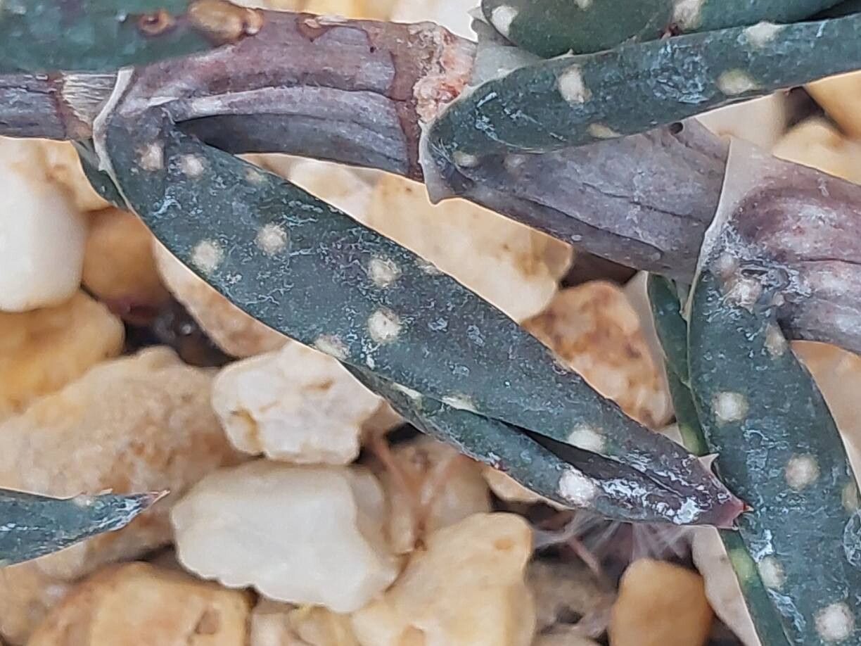 Aloe arenicola leaf