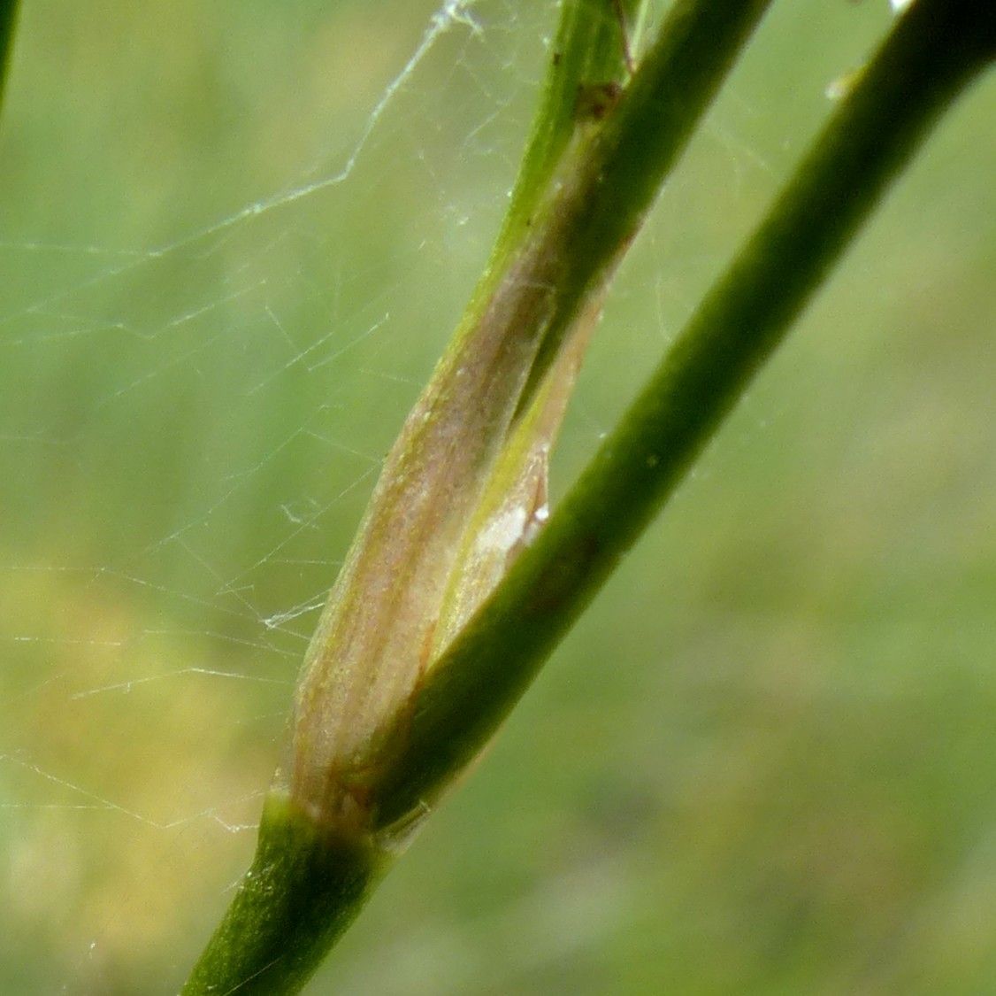 Scheuchzeria palustris bark