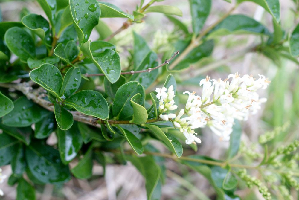 Ligustrum robustum other