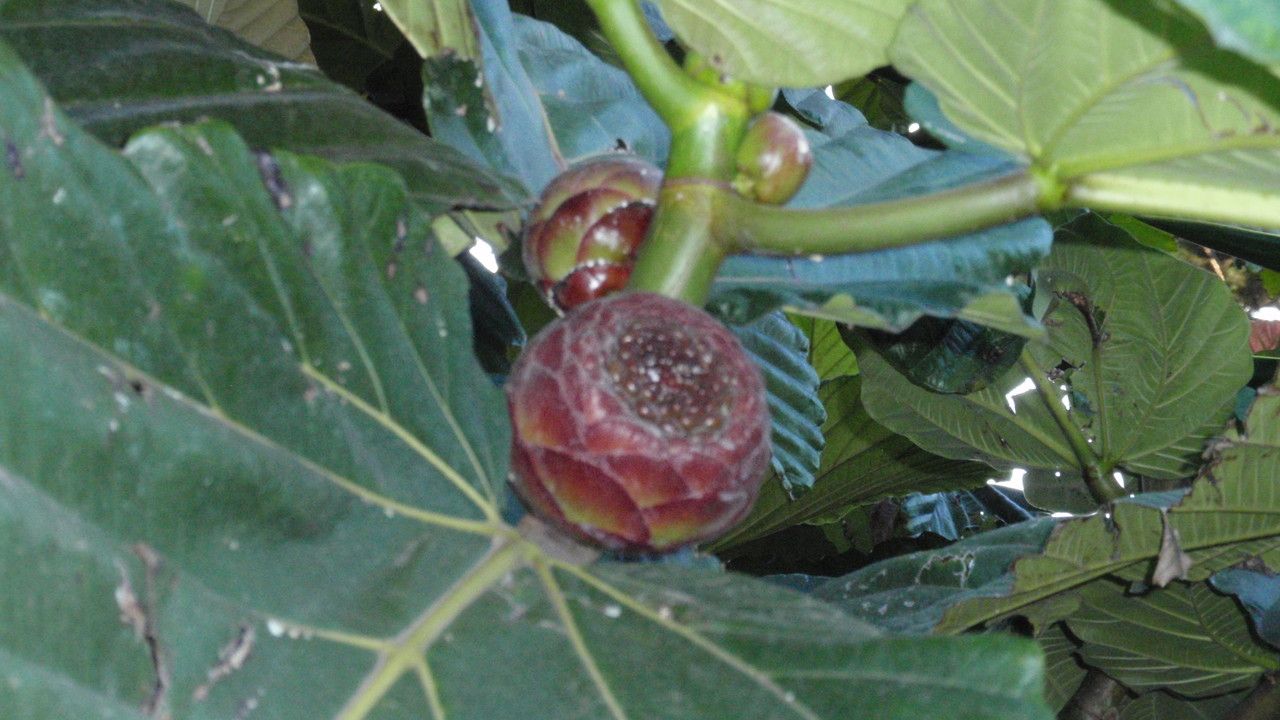 Ficus dammaropsis fruit