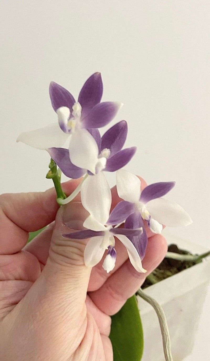 Phalaenopsis tetraspis — houseplant care guide