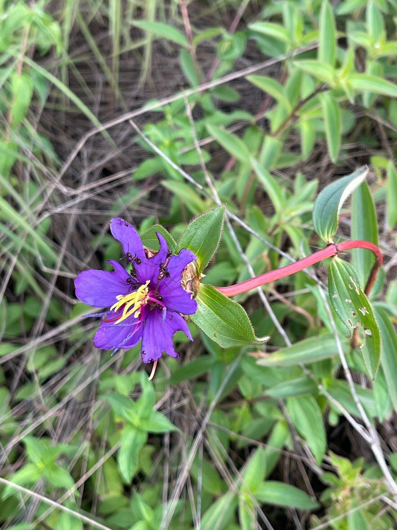 Melastomastrum theifolium — related species from the same genus