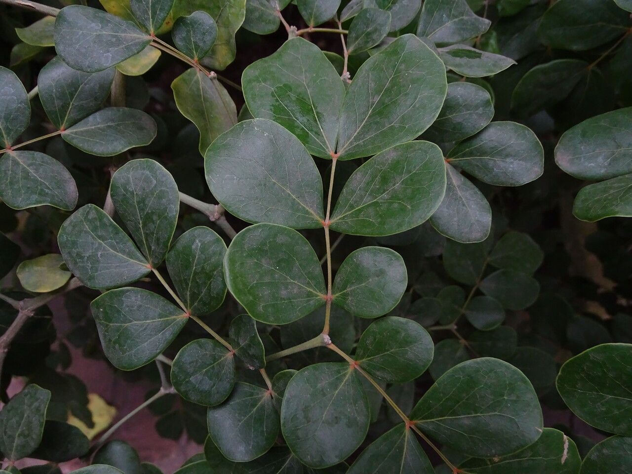 Guaiacum officinale leaf