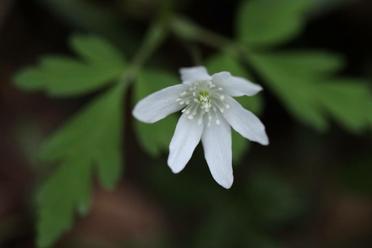 Anemonoides nikoensis — search result for 'Anemonoides'