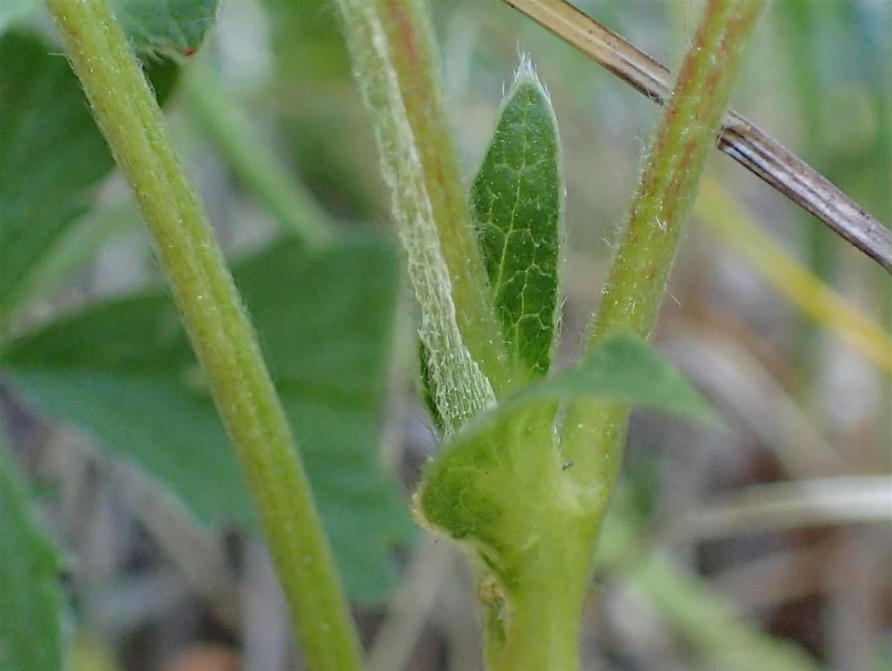 Potentilla grandiflora bark