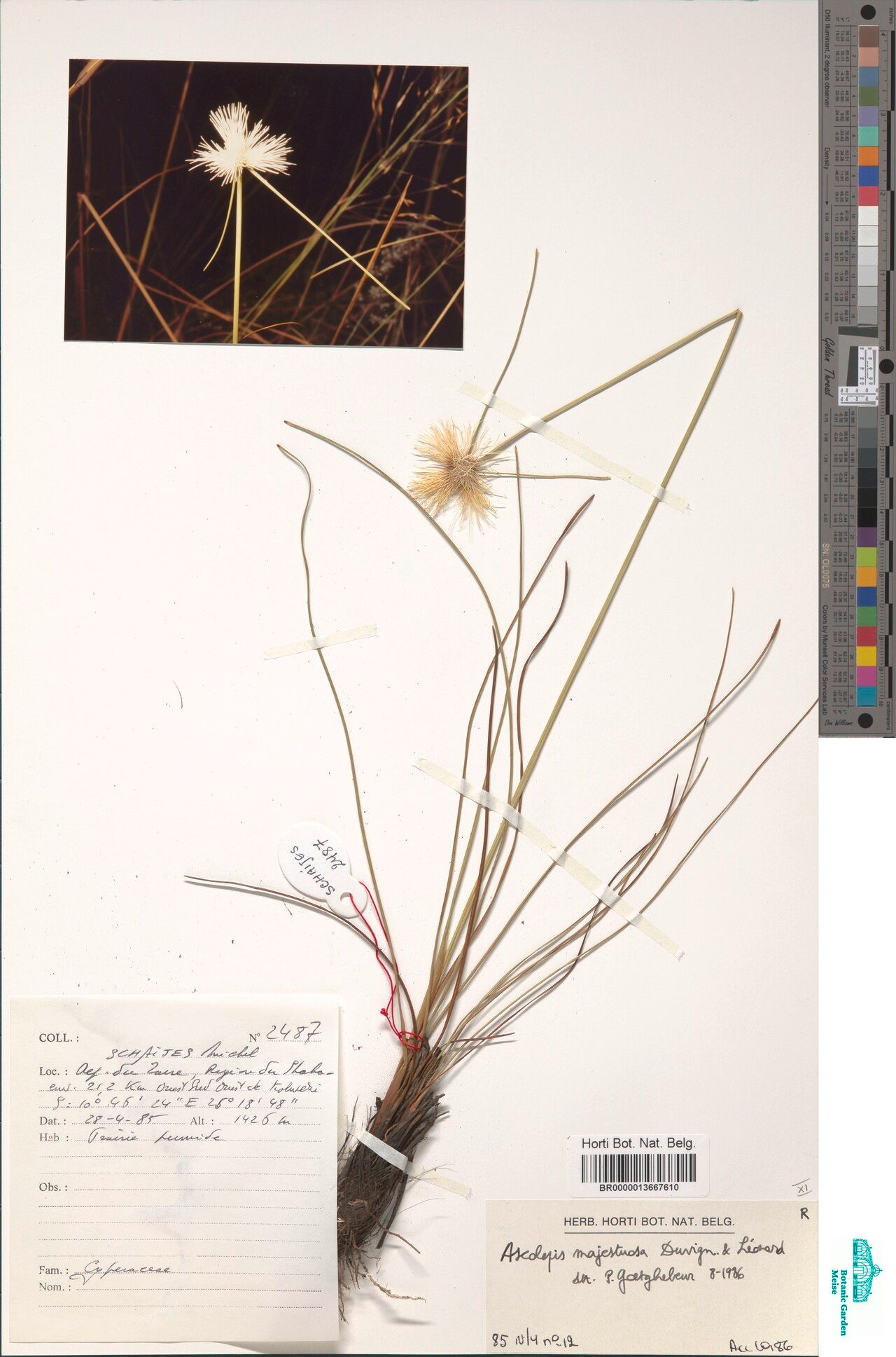 Cyperus majestuosus — houseplant care guide