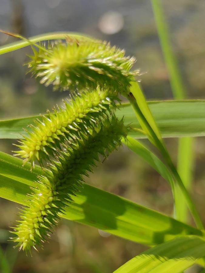 Carex pseudocyperus fruit