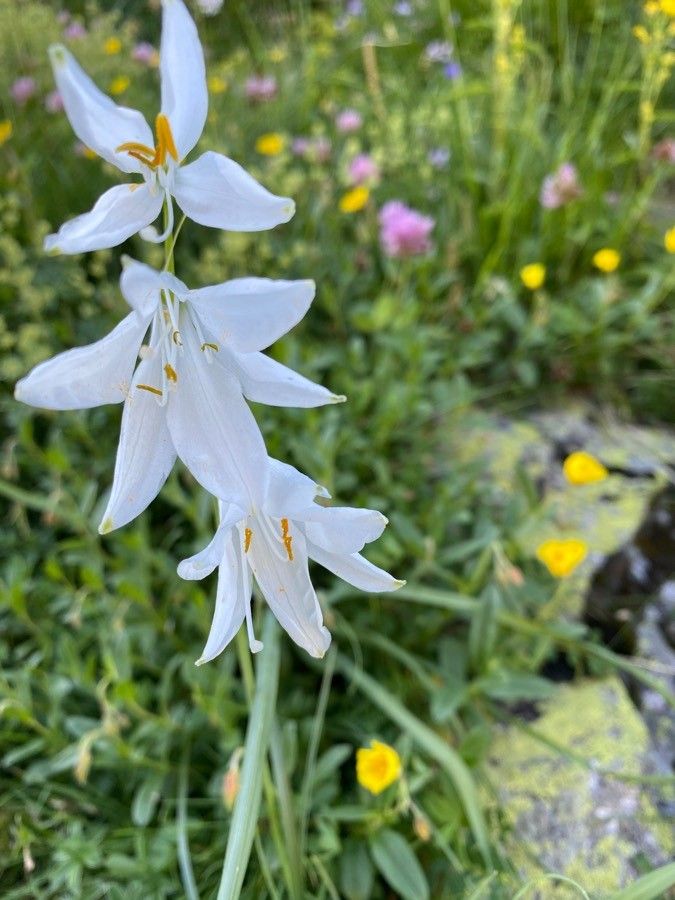 Paradisea liliastrum flower
