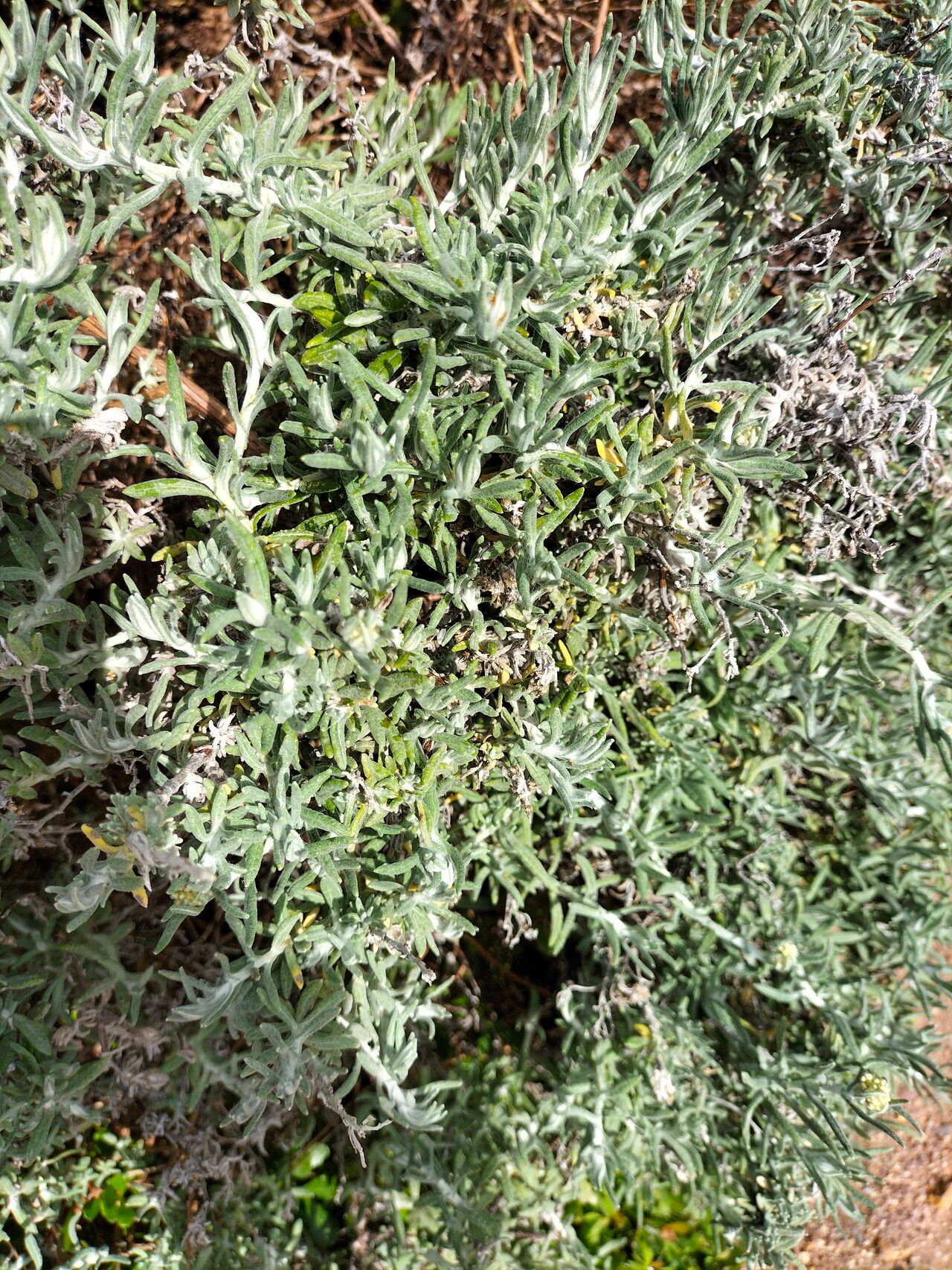 Helichrysum revolutum — search result for 'Helichrysum'