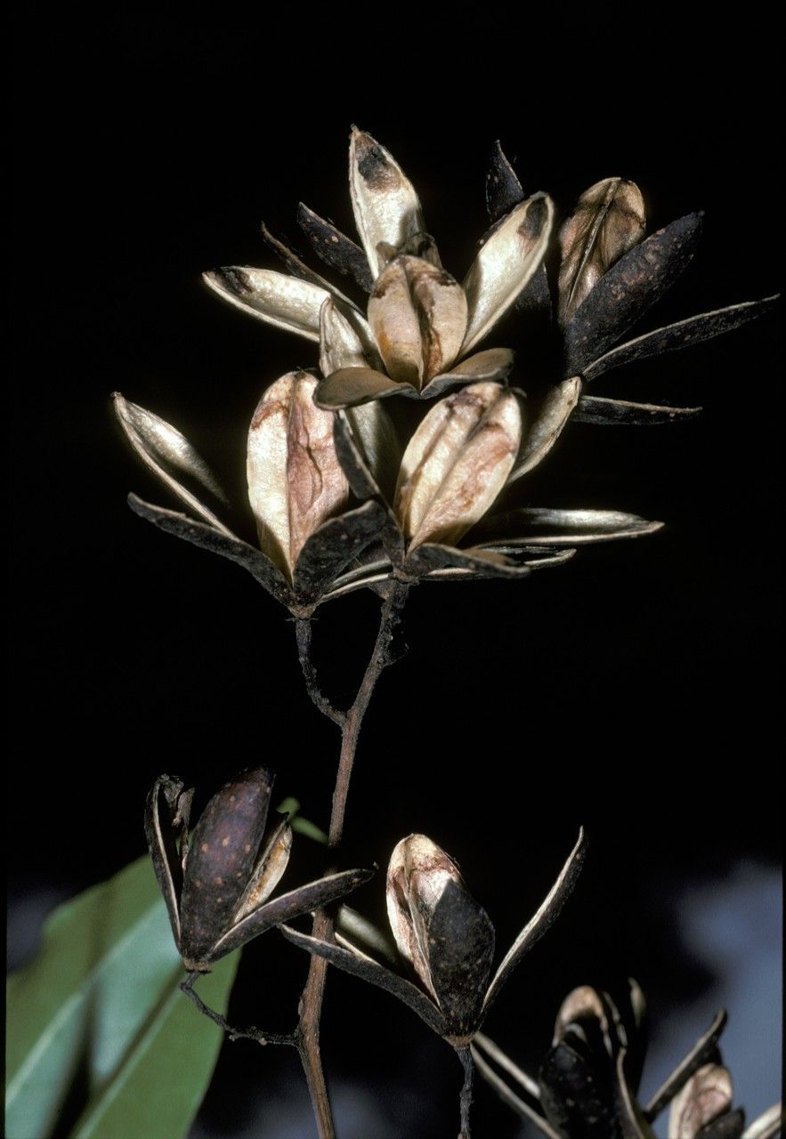 Toona hexandra — related species from the same genus
