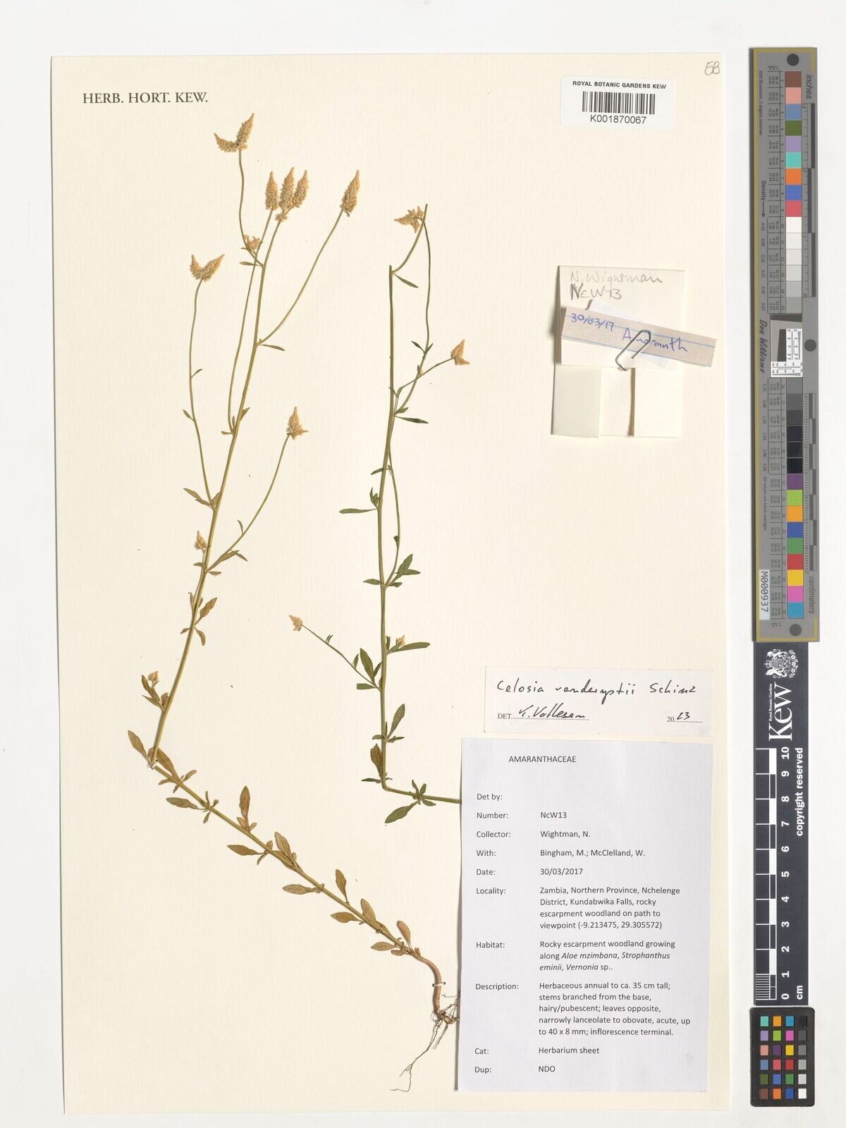 Celosia vanderystii — houseplant care guide