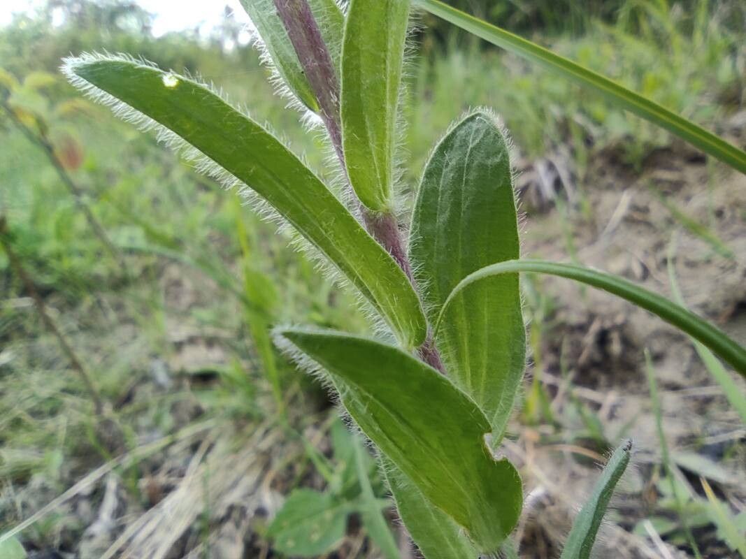 Linum hirsutum leaf
