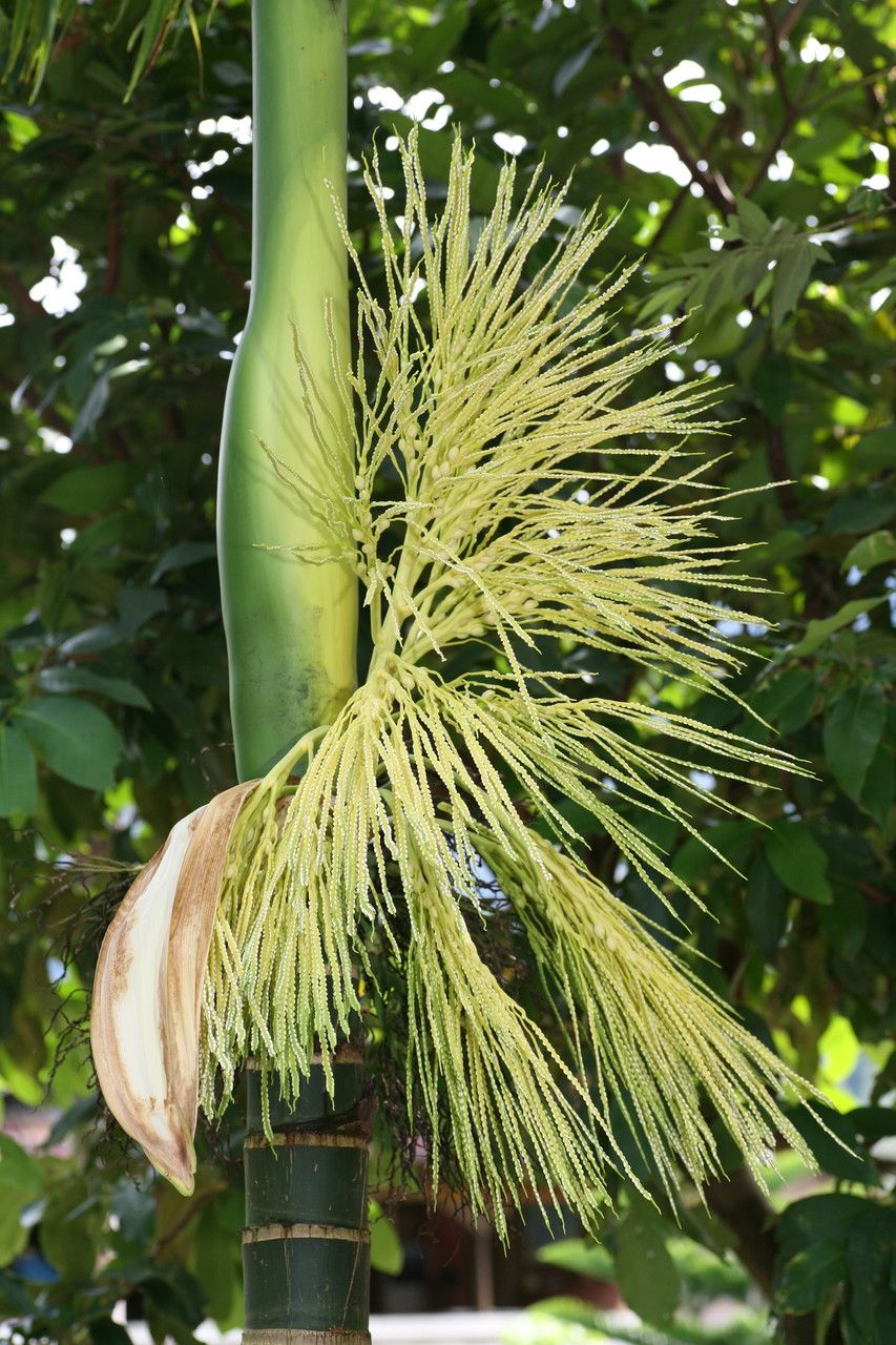 Areca catechu flower