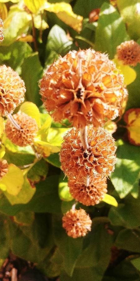 Eriogonum parvifolium fruit