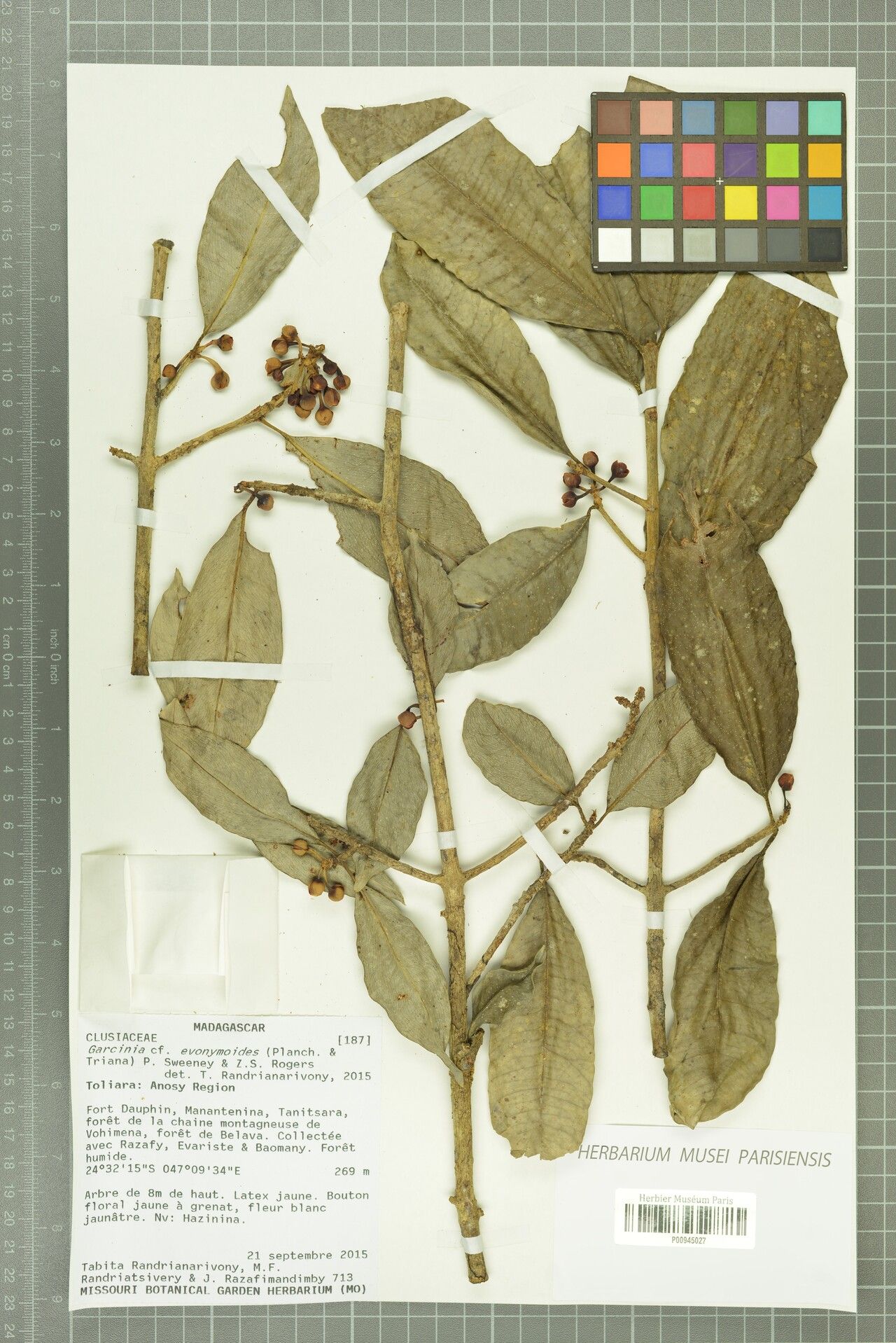 Garcinia evonymoides — houseplant care guide