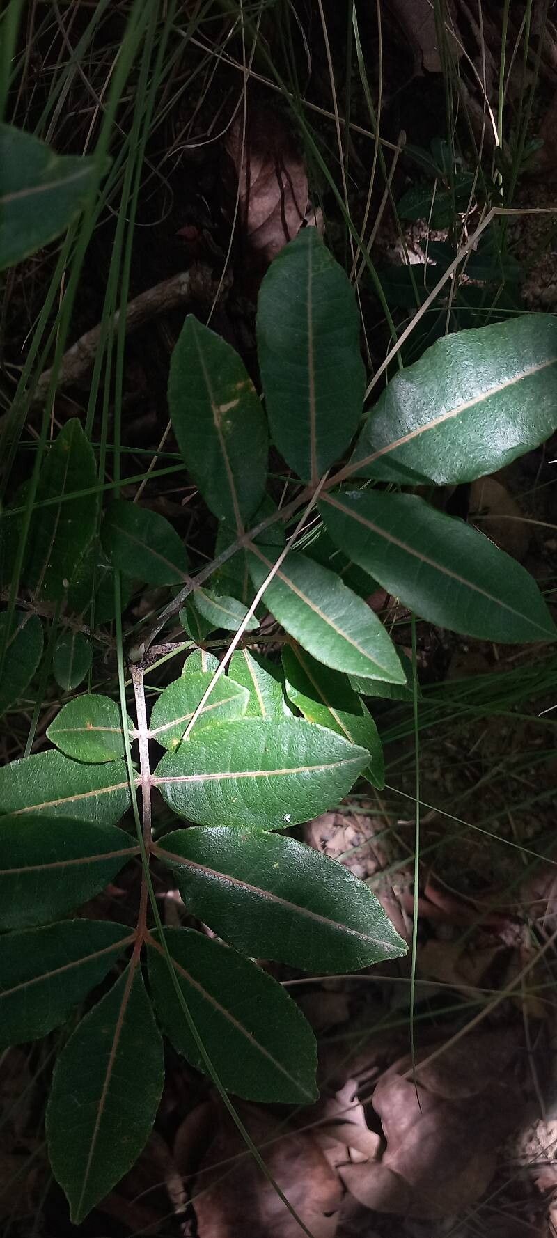 Zanthoxylum flavum — search result for 'Zanthoxylum'